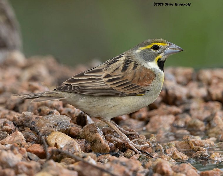 _B248480 dickcissel.jpg